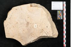Foto (Objekt + Etikett) von Glyptostrobus europaeus Brongniart (NHMW-GEO-2024-0188-11398)
